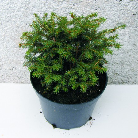 Picea abies "Nidiformis" - smrek obyčajný